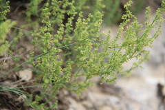 Galium brachyphyllum