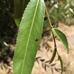 Adalia angulifera