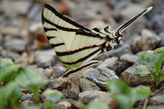 Protographium epidaus