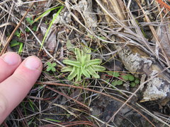 Pinguicula pumila