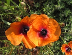 Papaver apulum