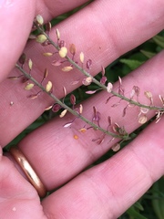 Lepidium oblongum
