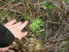 Pinguicula caerulea
