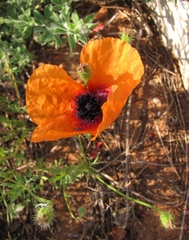 Papaver apulum