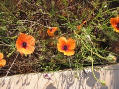 Papaver apulum