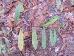 Asimina angustifolia