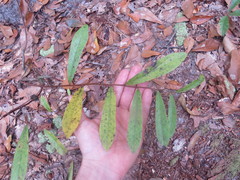 Asimina angustifolia