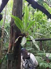 Asplenium serratum