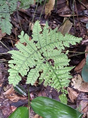 Triplophyllum hirsutum