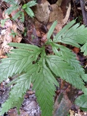 Selaginella pedata