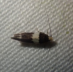 Recurvaria leucatella