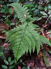 Triplophyllum dicksonioides