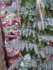 Trichomanes ankersii