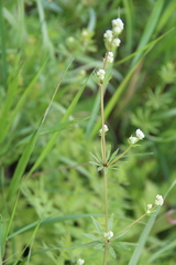 Galium pseudorivale
