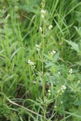 Galium pseudorivale
