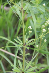 Galium pseudorivale