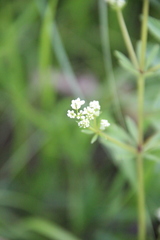 Galium pseudorivale