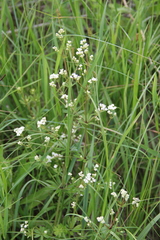 Galium pseudorivale