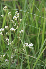 Galium pseudorivale