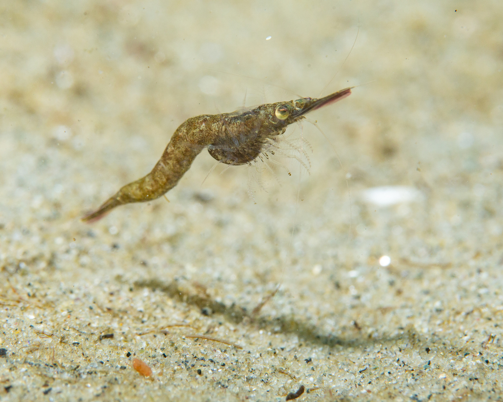 Chameleon Shrimp, photo 1 of 9