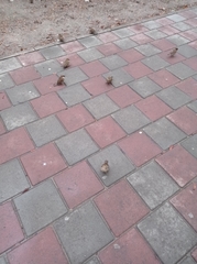 Passer domesticus