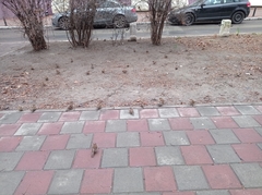 Passer domesticus