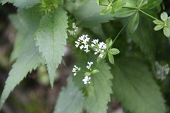 Galium pseudorivale