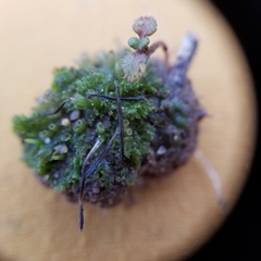 Anthoceros agrestis