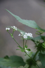 Galium pseudorivale