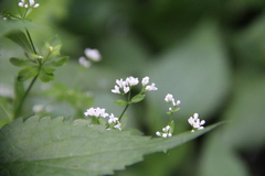 Galium pseudorivale