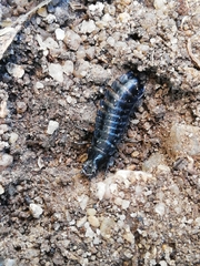 Carabus rugosus celtibericus
