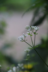Galium pseudorivale