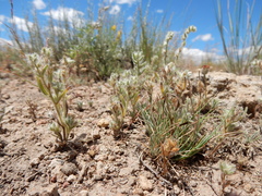 Cryptantha torreyana