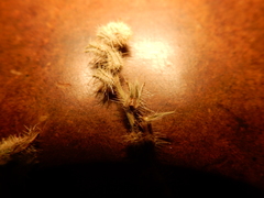 Cryptantha torreyana