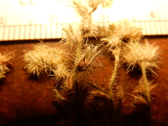 Cryptantha torreyana