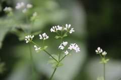 Galium pseudorivale