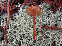 Mycena strobilinoidea