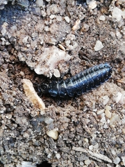 Carabus rugosus celtibericus