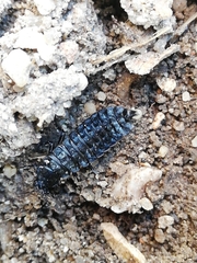 Carabus rugosus celtibericus