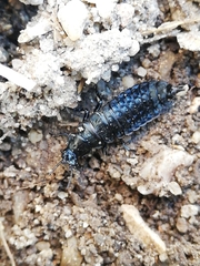 Carabus rugosus celtibericus