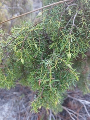 Juniperus navicularis