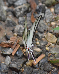 Protographium epidaus