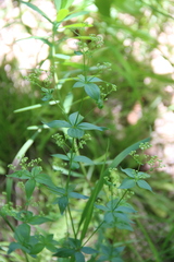 Galium valantioides