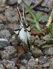 Protographium epidaus
