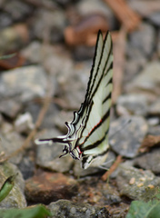 Protographium epidaus