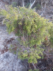 Juniperus navicularis