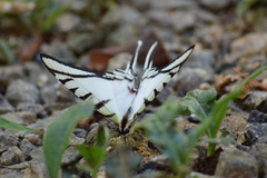 Protographium epidaus
