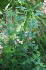 Galium valantioides