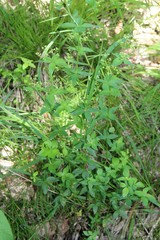 Galium valantioides