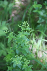 Galium valantioides